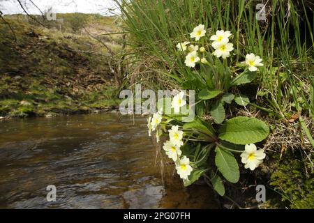Primrose (Primula vulgaris), Cowslip sans stemless, Cowslip, Primrose, famille Primrose, Primrose Floraison, à côté de la rivière Upland, Powys, pays de Galles, s Banque D'Images