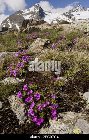 Primrose poilue (Primula hirsuta) floraison, croissance en masse dans les habitats de montagne, col de la Bernina, Alpes suisses, Suisse Banque D'Images