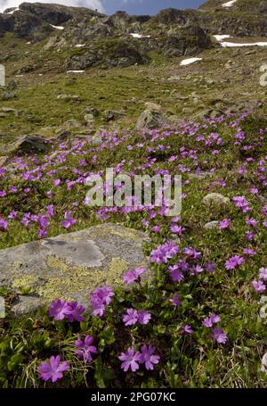 Primrose à feuilles entières (Primula integrifolia) floraison, masse en habitat de montagne, Col de Fluella, Alpes suisses, Suisse Banque D'Images