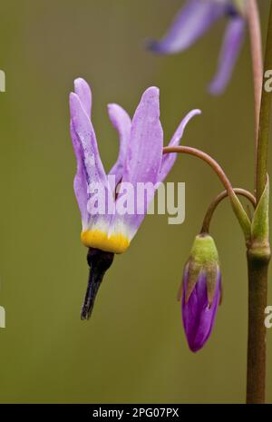 Alpine Shooting Star (Dodecatheon alpinum) gros plan de fleurs et de bourgeons, Mount Eddy, Klamath Mountains, Californie, États-Unis Banque D'Images