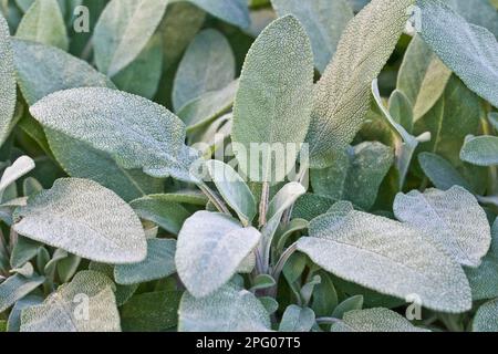 Sauge commune (Salvia officinalis), sauge de jardin, sauge de cuisine, sauge médicinale, labiates, Gros plan de la sauge commune des feuilles, poussant dans le jardin d'herbes Banque D'Images