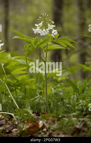 Fleurs de Bittercress à sept feuilles (Cardamine heptaphylla), croissant en bois de hêtre, Pyrénées françaises, France Banque D'Images