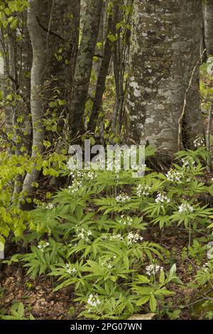 Fleurs de Bittercress à sept feuilles (Cardamine heptaphylla), croissant en bois de hêtre, Pyrénées françaises, France Banque D'Images