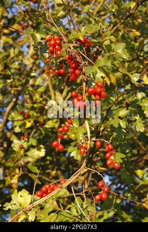 Baies de Bryonie noire (Tamus communis), scintillation sur la fauconnerie commune (Crataegus monogyna) à hedgerow, en soirée sous le soleil, Bacton, Suffolk, Angleterre Banque D'Images