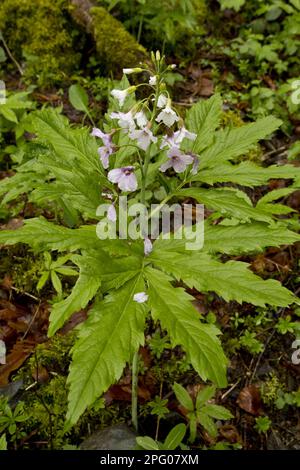 Fleurs de Bittercresson à sept feuilles (Cardamine heptaphylla), croissant dans les bois, Pyrénées françaises, France Banque D'Images