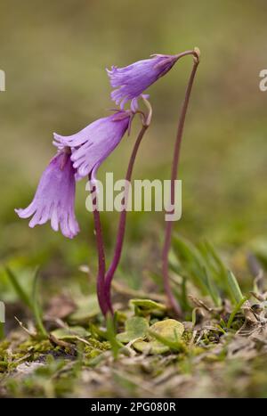 Floraison de la minima Snowbell (Soldanella minima), pousse sur gazon en calcaire, Alpes juliennes, Slovénie Banque D'Images