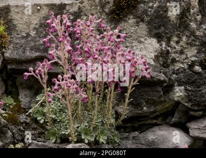 Saxifrage (Saxifraga stribrnyi) espèces endémiques, floraison, culture sur calcaire, gorge de Trigrad, montagnes Rhodopi, Bulgarie Banque D'Images