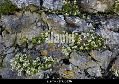 Fleurs d'herbe à scorbut commun (Cochlearia officinalis), croissant sur des roches côtières, le Burren, comté de Clare, Irlande Banque D'Images