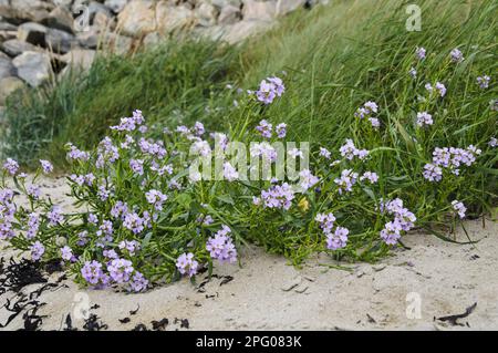 Floraison de roche-cresson du Nord (Arabis petraea), croissant sur la rive sablonneuse du loch de mer, Kyle de langue, Sutherland, Highlands, Écosse, Royaume-Uni Banque D'Images