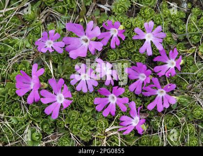 Fleur de la plus petite primrose (Primula minima), Dolomites, Alpes italiennes, Italie Banque D'Images