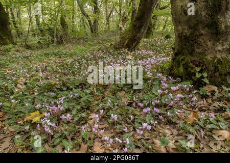 Floraison de Cyclamen (Cyclamen hederifolium), en croissance dans un habitat boisé en Plan oriental (Platanus orientalis) sur une plaine inondable, près de Meteora Banque D'Images