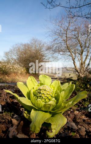 Le Butterbur géant (Petasites japonicus) introduit des espèces, floraison, croissance sur le bord de la route, front de mer tombé, près du lac Windermere, Lake District N. P. Banque D'Images