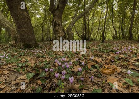Floraison de Cyclamen (Cyclamen hederifolium), en croissance dans un habitat boisé en Plan oriental (Platanus orientalis) sur une plaine inondable, près de Meteora Banque D'Images