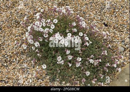 Sea campion (Silene uniflora), Une mue florale de sea campion, Silene maritima, sur Shingle et Chesil Beach à Dorset Banque D'Images