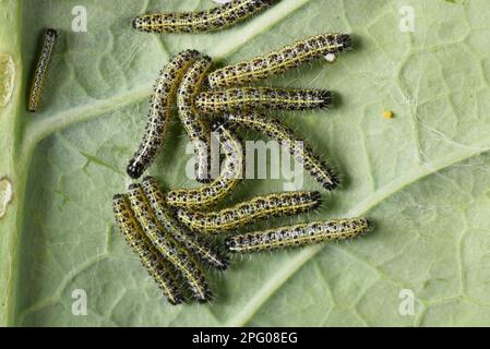 Papillons de chou (Pieris brassicae), gros chou blanc, autres animaux, insectes, papillons, Animaux, gros chou blanc, chenilles sur Banque D'Images