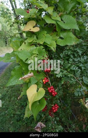 Fruit rouge mûr de bryonie noire (Dioscorea) communis, une plante médicinale pointue d'hédgerows, Berkshire, Angleterre, Royaume-Uni Banque D'Images