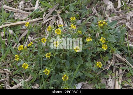 Wintercress, rocketcress jaune (Barbarea vulgaris), herbe de barbara commune, Crucifère, hivercresse commune, plante entrant dans la fleur sur les déchets Banque D'Images