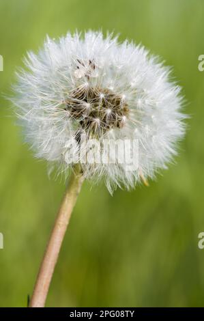 Pissenlit commun (Taraxacum officinale) gros plan d'une plantule entièrement intacte, réserve naturelle Crossness, Bexley, Kent, Angleterre, Royaume-Uni Banque D'Images