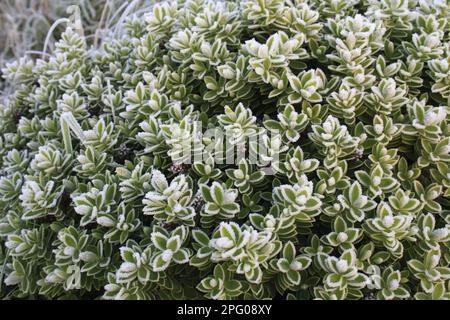 Hebe cultivé (Hebe sp.) Gros plan des feuilles recouvertes de givre, dans le jardin à l'aube, Suffolk, Angleterre, Royaume-Uni Banque D'Images