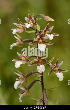 Marsh Helleborine (Epipactis palustris) gros plan de flowerSpike, Oxfordshire, Angleterre, Royaume-Uni Banque D'Images