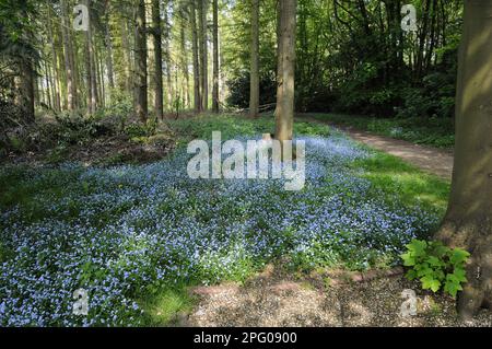 Wood Forget-me-not (Myosotis sylvatica) masse de floraison, croissant dans un habitat boisé, Harpsden Woods, Oxfordshire, Angleterre, Royaume-Uni Banque D'Images