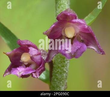 Hellébore brun-rouge, hellébore rouge-brun, hellébore rouge foncé, helléborine rouge foncé (Epipactis atrorubens), sitter brun-rouge, sitter noir-rouge, Plage Banque D'Images