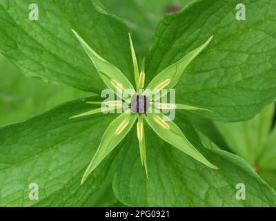 Nœud de l'amant véritable (Paris quadrifolia) gros plan de la fleur, croissant dans les forêts de calcaire, Dolomites, Alpes italiennes, Italie Banque D'Images