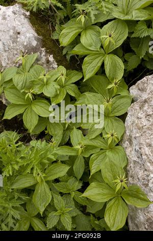 Véritable nœud d'amant (Paris quadrifolia), famille Germer, groupe floral Herb Paris, croissant dans un cratère calcaire, Slovénie Banque D'Images