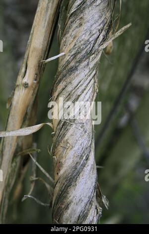 La feuille de miel sauvage (Lonicera periclymenum), gros plan de la tige de biffage, poussant dans les bois, plantation de Vicarage, Mendlesham, Suffolk, Angleterre, United Banque D'Images