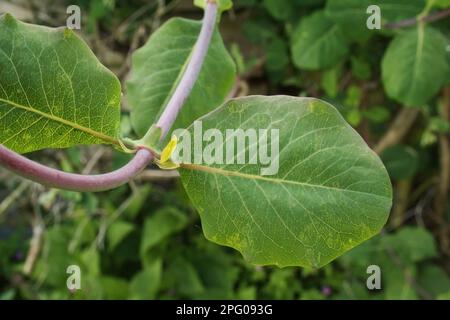 Gros plan de feuilles de wnockle sauvage (Lonicera periclymenum), poussant dans le jardin, Mendlesham, Suffolk, Angleterre, Royaume-Uni Banque D'Images