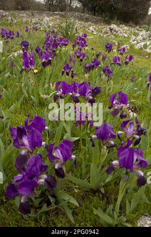 Forme pourpre de l'iris de crimée (Iris lutescens), avec orchidée à ailes vertes (Orchis morio) dans un habitat de terrain pierreux, péninsule de Gargano, Apulia Banque D'Images