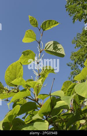 Le knoweed japonais (Fallopia japonica) introduit des espèces envahissantes, des feuilles et des fleurs, West Yorkshire, Angleterre, Royaume-Uni Banque D'Images