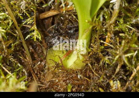 Fen Orchid (Liparis loeselii) montrant 'bulbe', Sutton Fen RSPB Reserve, The Broads, Norfolk, Angleterre, Royaume-Uni Banque D'Images