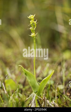 Orchidée de marais à fleurs (Liparis loeselii), Upton Fen, The Broads N. P. Norfolk, Angleterre, Royaume-Uni Banque D'Images