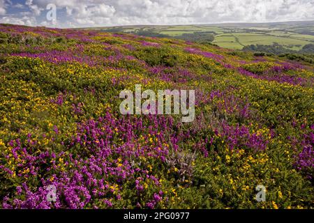 La bruyère de clochette à fleurs (Erica cinerea) et la gorge occidentale (Ulex gallii) poussant sur les sites de moorland, au-dessus de Countisbury, Exmoor, Devon, Angleterre, Unis Banque D'Images