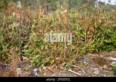 Le rhododendron pontique commun (Rhododendron ponticum) introduit des espèces envahissantes, tuées, effet de l'herbicide un an après le traitement, Dorset Banque D'Images