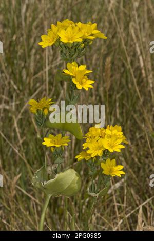 Millepertuis (Blackstonia perfoliata), famille des Gentiens, floraison du millepertuis, croissant sur le fond côtier de craie, Lulworth, Dorset, Angleterre, United Banque D'Images