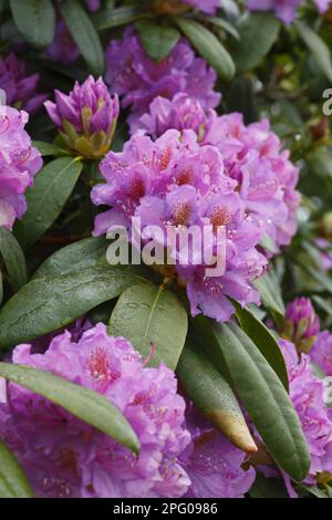 Le rhododendron pontique commun (Rhododendron ponticum) introduit des espèces envahissantes, gros plan des fleurs, Powys, pays de Galles, Royaume-Uni Banque D'Images