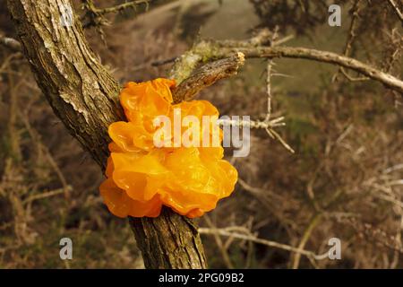 Corps de fructification du cerveau jaune (Tremella mesenterica), croissant sur la gorge (Ulex sp.), Powys, pays de Galles, Royaume-Uni Banque D'Images