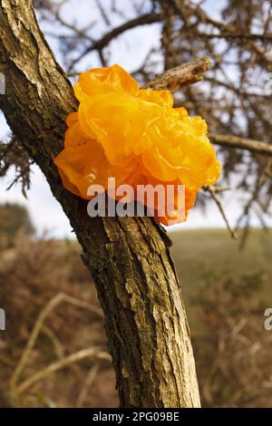 Corps de fructification du cerveau jaune (Tremella mesenterica), croissant sur la gorge (Ulex sp.), Powys, pays de Galles, Royaume-Uni Banque D'Images