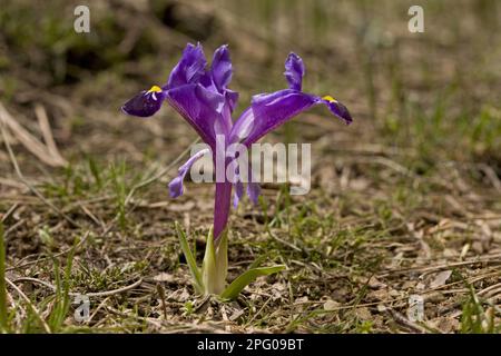 Iris nain, Iris nain (Iris galatica) floraison, montagnes Taurus, Anatolie, Turquie méridionale Banque D'Images