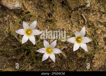 Trichonema bulbocodium, crocus de sable (Romulea bulbocodium), famille des faux crocus Iris, Crocus de sable en fleurs, croissant sur des dunes de sable, Algarve, Portugal Banque D'Images