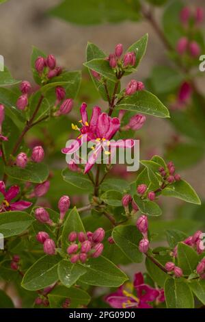 Tatar tatarian Honeysuckle (Lonicera tatarica) introduit des espèces, gros plan de fleurs et de feuilles, Estonie, printemps Banque D'Images