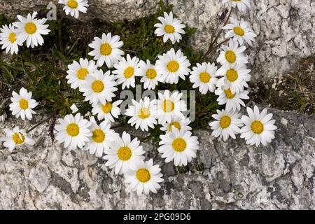 Fleurs alpines de la Lune (Leucanthemopsis alpina), croissant parmi les roches à haute altitude, Alpes suisses, Suisse Banque D'Images