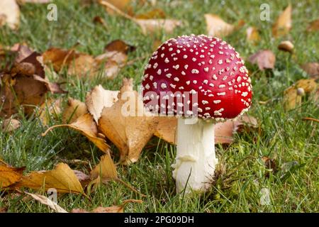 Corps de fructification de la mouche agarique (Amanita muscaria), croissant en herbe courte avec des feuilles mortes, Norfolk, Angleterre, Royaume-Uni Banque D'Images