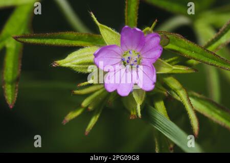 Crane's-bill (Geranium dissectum), gros plan de fleur en forme de Crane à feuilles coupées, Elmley Marshes N. N. R. Isle of Sheppey, Kent, Angleterre Banque D'Images