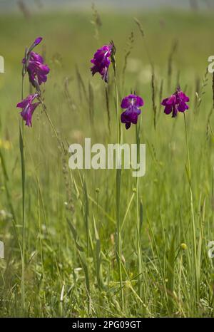 Fleurs sauvages de gladiolus (Gladiolus kotschyanus), croissant dans le marais, près du Cildir, montagnes Pontiques, Anatolie, Turquie Banque D'Images