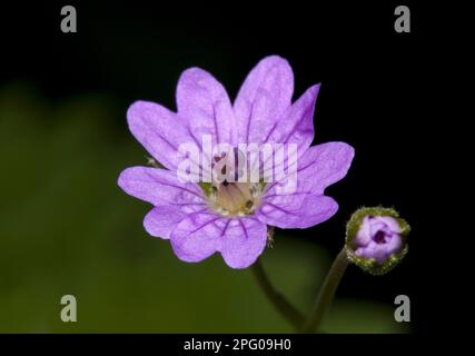 Cranesbill pyrénéen (Geranium pyrenaicum), Cranesbill de montagne, Cranesbill de Hedgerow gros plan de fleur et d'ouverture fleuron, RSPB de Vange Banque D'Images