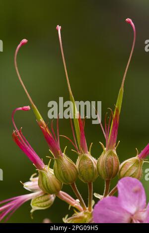 Le bec de la grue (Geranium macrorrhizum), le bec de la grue des Balkans, le bec de la grue, le bec de la grue des Bigroot près des fleurs et des fruits, Slovénie Banque D'Images