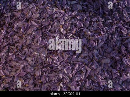 Crocus de safran (Crocus sativus) pile de pétales rejetés, pendant la production de safran en saison de récolte, près de Kozani, Macédoine, Grèce Banque D'Images